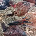 سلام عليكم عرض الفروح سندي عمر تقريبا 5 الي 6 شهر الصحه شرط