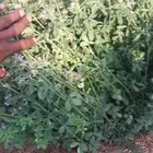 برسيم اخضر درجه اولي المنطقه الشرقيه