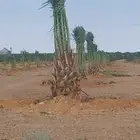 للبيع نخل القصيم صقعي مجدول عجوه برني سكري برحي