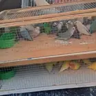 موصل طيور حيونات أليفة أمانات