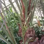 نخل القصيم نخيل القصيم نخل المدينه المنوره