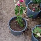 ابوندا لتنسيق حدائق