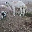 فحل بلدى على الشرط سنه موضح بالصوره