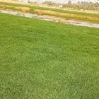 ثيل طبيعي