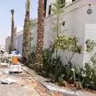 نخل زينه
