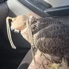 موصل طيور حيونات أمانات