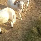 ذبايح سواكن __ في ثول