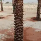 نخل برحي