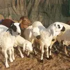 ذبايح سواكن __ في ثول