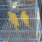 موصل طيور حيونات أليفة أمانات