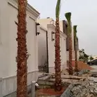 نخل وشنطني زينة للبيع