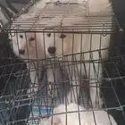 موصل طيور حيونات أليفة أمانات