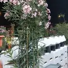 أبو ندا لتنسق حدائق