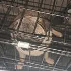 موصل طيور حيونات أليفة أمانات