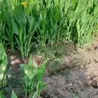 أبوندا لتنسيق الحدايق