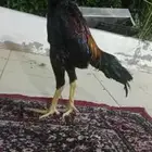 سلام عليكم ديك شامو ياباني عمر 6 شهر طول تقريبا 3بلكات نص