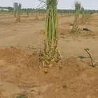 السلام عليكم ورحمة الله زبائن الكرم يوجد لدينا نقايل وجثايث