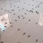 مبلط سراميك