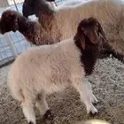 شياه نعيم