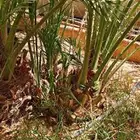 نخل صقعي فراخه تمير