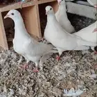 الرياض
