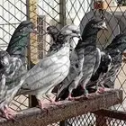 حمام باكستاني