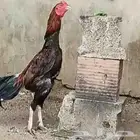 دجاج باكستاني