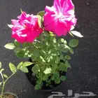 شتلات ورد جوري وردي - شتلات ورد محمدي وردي