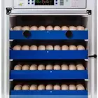 Fertile Eggs   3 SAR Each