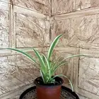 نبات داخلي
