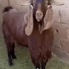 تيس فحل شامي ثني