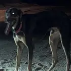 سلق مدرب للبدل
