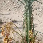 نخيل