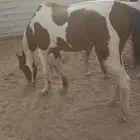 خيول للبيع