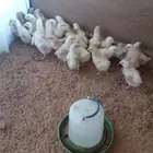 صوص دجاج بلدي