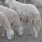 طلي حري مشروط