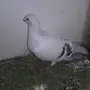  الباحه