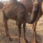 بكره على حليب وبرسم