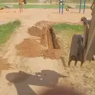 ايجار جي سي بي بريدة القصيم