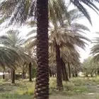 تكريب نخيل وزراعة