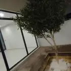 اشجار زيتون صناعي