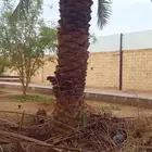 السلام عليكم ورحمة الله وبركاته نقوم بتقليم وتكريب وتنظيف ال