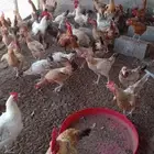 دجاج بلدي