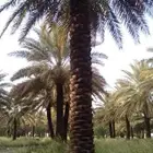 مقاول في مجال اعمال النخيل والشبوك