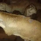 طباخ مناسبات عزائم كشتات اي مكان داخل خميس مشيط أبها أحد رفي
