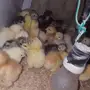 للبيع صوص براهما الموقع بريده 