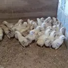 صوص دجاج بلدي