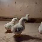 صيصان جبانيز كولمبي