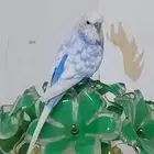 طيور الحب ذكر