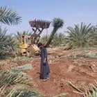 نخل زيتون حمضيات نخل واشنطني
